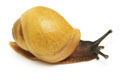 Archachatina marginata candefacta Cameroon juvenil